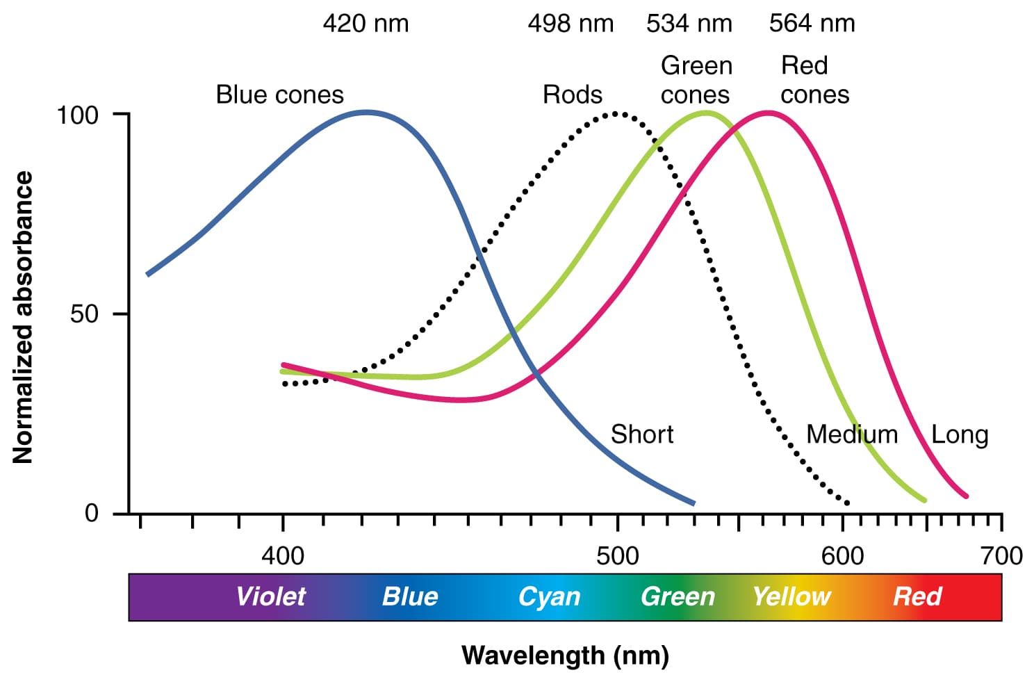 Human eye cone receptors diagram